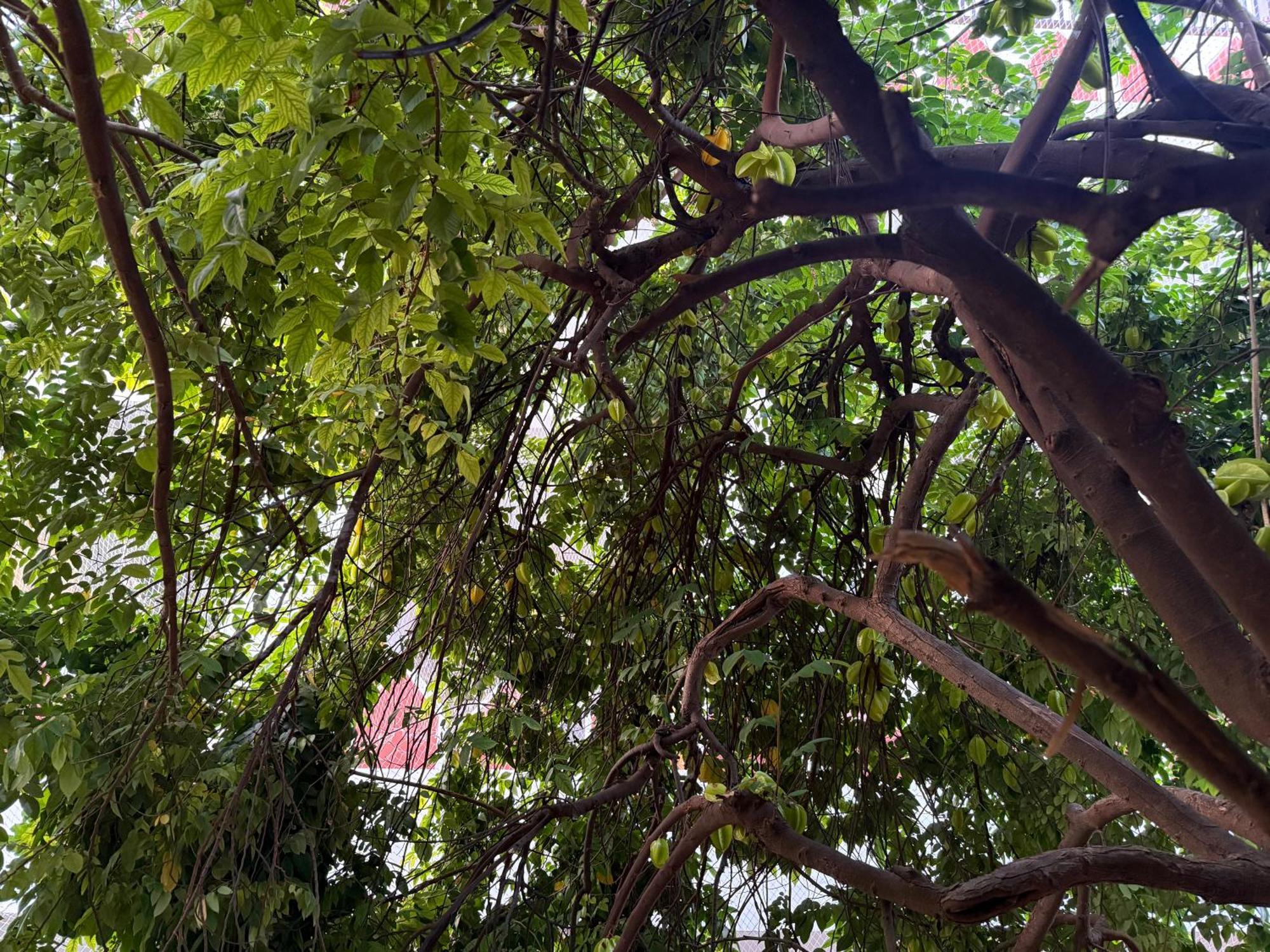 Hotel Green Heaven Resort Pushkar Exterior photo